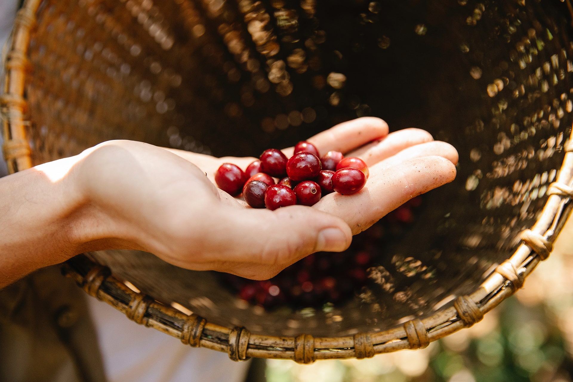 The Story Behind Every Bean